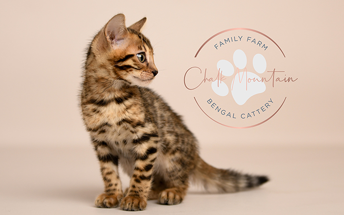 Bengal kitten for sale